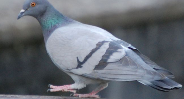 Větvička v holubech a nebezpečí pro člověka